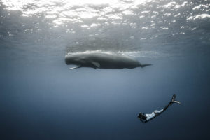 Un voilier, un photographe, une danseuse, deux apnéistes, c'est le projet un peu fou de Marianne Aventurier et d'Alex Voyer