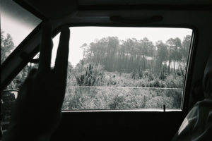 Road trip dans les forêts des Landes
